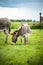 Miniature donkey with halter grazing in a meadow