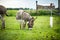 Miniature donkey with halter grazing in a meadow