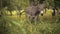 Miniature donkey looking into camera.