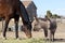 Miniature donkey and Thoroughbred horse