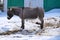 Miniature Donkey in Winter