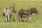 Miniature Donkeys