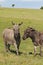 Miniature Donkeys