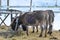 Miniature Donkeys Feeding in Winter