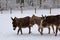 Miniature Donkeys in a Snowy Pasture