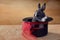 Miniature Dutch rabbit in a magic hat. foci