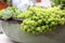 Miniature echeveria succulent plant