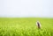 Miniature elderly man carry grocery bag walking in the field with space on blurred background