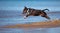 Miniature english bull terrier dog jumps above water