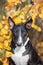 Miniature english bull terrier dog portrait in autumn