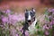 Miniature english bull terrier dog posing in heather flowers