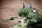 Miniature farmers crew harvesting broccoli crowns