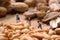 Miniature farmers preparing nuts