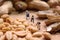 Miniature farmers preparing nuts