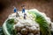Miniature farmers working in cauliflower field. Macro photo