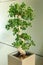 Miniature ficus tree - bonsai Japanese traditional art