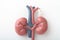 Miniature figurine of a nephrologist doctor over a giant pair of kidneys