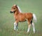 Miniature foal on green field