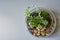 Miniature garden in clear glass terrarium with succulents and stones on the light background