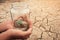 Miniature glass jar with young tree seedling growing in soil, on dry and crack empty land of background.