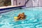 Miniature golden doodle swimming in salt water pool playing fetch