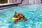 Miniature golden doodle swimming in salt water pool playing fetch