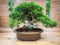 Miniature green bonsai tree in iterior. juniper bonsai