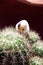 Miniature hamster climb up the cactus