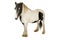 Miniature horse