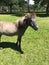 Miniature Horse