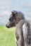 Miniature Horse Colt in Green Pasture