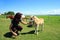 miniature horse and girl