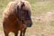 A miniature horse grazing in the pasture.