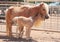 Miniature Horse Mare and Foal