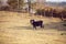 Miniature Horse-Miniature Black Shetland pony on a farm
