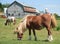 Miniature horses on a farm