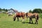 Miniature horses in a field