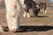 Miniature Horses Grazing