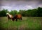 Miniature horses in pasture