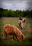 Miniature horses in pasture
