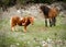 Miniature horses are the size of a very small pony. They have va
