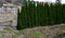 miniature, irregular upright selection of eastern arborvitae that often grows