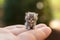 Miniature kitten resting in the palm of a hand