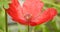 Miniature macro closeup red poppy poppies flowers flower plants plant petals delicate garden gardens summer spring stamen potted