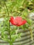 Miniature macro closeup red poppy poppies flowers flower plants plant petals delicate garden gardens summer spring stamen potted