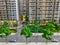 Miniature model high-rise condominium building and outdoor landscape