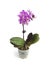 Miniature Moth Orchid (Phalaenopsis) flower