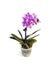 Miniature Moth Orchid Phalaenopsis flower on white background