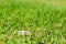 Miniature mother and kid sitting on the bench in garden surrounded by green grass