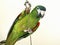 Miniature Noble Macaw